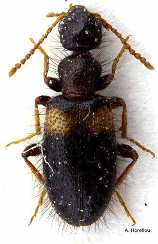 <i>Hirticollis hispidus</i> (Rossi, 1792) © A. Horellou