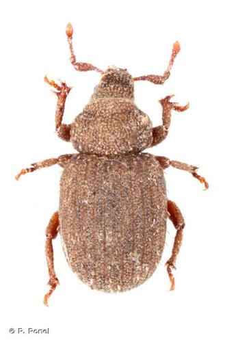 <i>Stuebenius granulatus</i> (Seidlitz, 1868) © P. Ponel