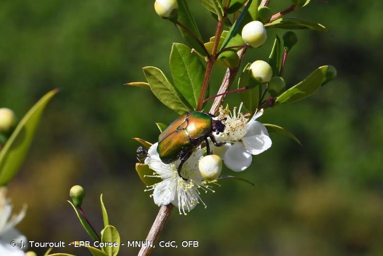 <i>Potosia cuprea cuprea</i> (Fabricius, 1775) © J. Touroult - LPR Corse - MNHN, CdC, OFB