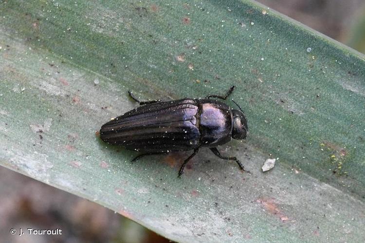 <i>Sphenoptera gemmata laevis</i> Rey, 1891 © J. Touroult