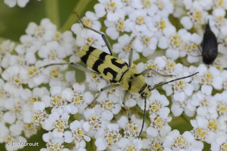 <i>Chlorophorus varius varius</i> (Müller, 1766) © J. Touroult