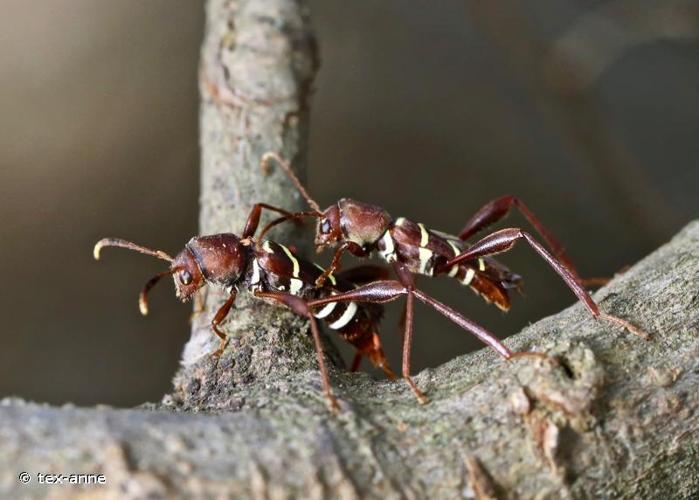 <i>Neoclytus acuminatus acuminatus</i> (Fabricius, 1775) © tex-anne