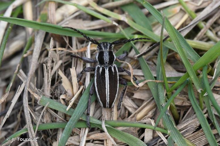 <i>Iberodorcadion molitor molitor</i> (Fabricius, 1775) © J. Touroult