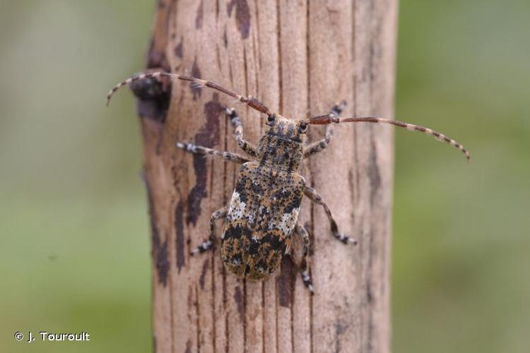 <i>Mesosa nebulosa nebulosa</i> (Fabricius, 1781) © J. Touroult