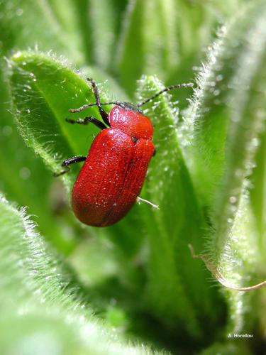 <i>Oreina melancholica visoi</i> Kippenberg, 2008 © A. Horellou