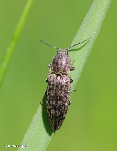 <i>Actenicerus sjaelandicus</i> (O.F. Müller, 1764) © P. Gourdain