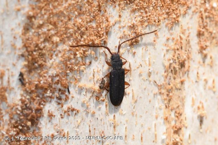 <i>Uleiota planatus</i> (Linnaeus, 1761) © J. Touroult - LPR Corse 2019 - MNHN-CdC-AFB