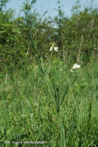 <i>Lathyrus pannonicus </i>var.<i> asphodeloides</i> (Gouan) Širj., 1937 © R. Dupré MNHN/CBNBP