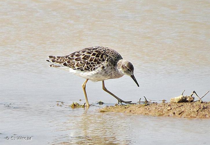 <i>Calidris pugnax</i> (Linnaeus, 1758) © S. Wroza