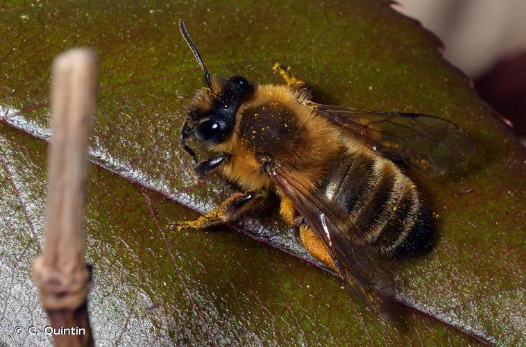 <i>Andrena nigroaenea</i> (Kirby, 1802) © C. Quintin