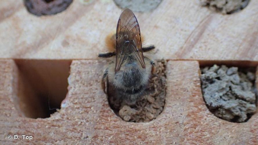 <i>Osmia bicornis</i> (Linnaeus, 1758) © D. Top