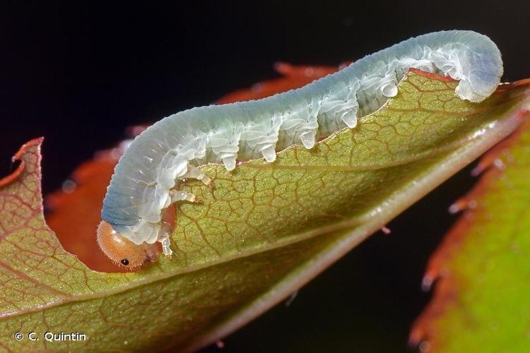 <i>Emphytus cinctus</i> (Linnaeus, 1758) © C. Quintin