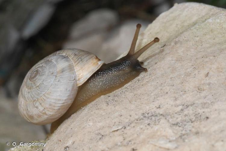 <i>Delphinatia fontenillii alpina</i> (Michaud, 1831) © O. Gargominy