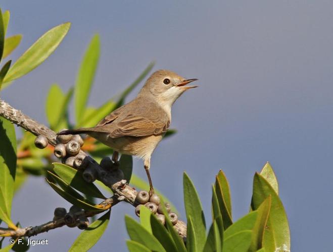 <i>Curruca cantillans</i> (Pallas, 1764) © F. Jiguet