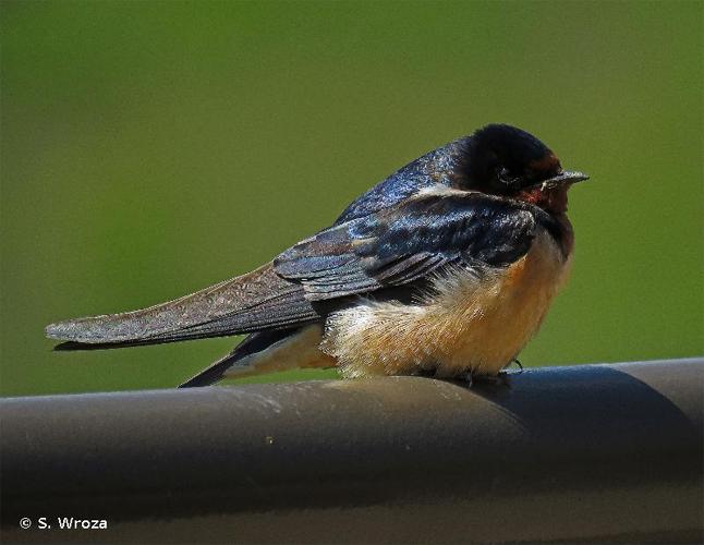 <i>Hirundo rustica erythrogaster</i> Boddaert, 1783 © S. Wroza