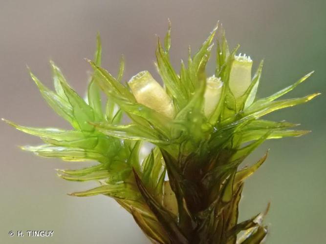 <i>Lewinskya acuminata</i> (H.Philib.) F.Lara, Garilleti & Goffinet, 2016 © H. TINGUY