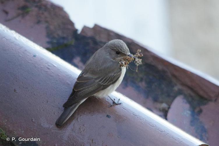 <i>Muscicapa tyrrhenica</i> Schiebel, 1910 © P. Gourdain