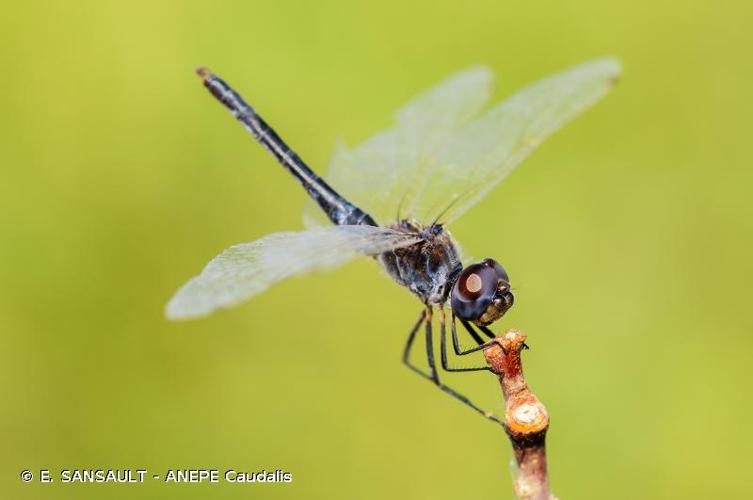 <i>Selysiothemis nigra</i> (Vander Linden, 1825) © E. SANSAULT - ANEPE Caudalis