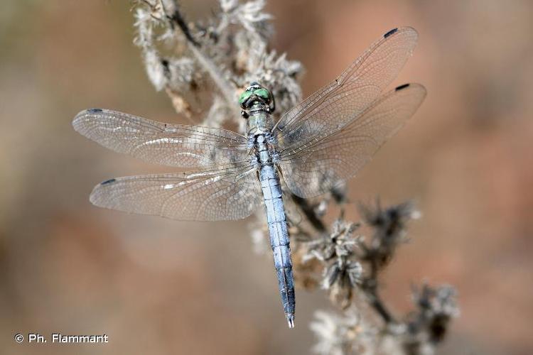 <i>Orthetrum albistylum albistylum</i> (Selys, 1848) © Ph. Flammant