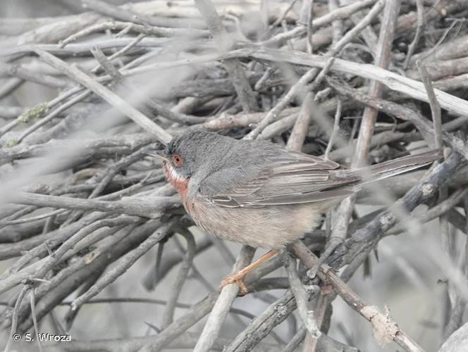 <i>Sylvia cantillans albistriata</i> (Brehm, 1855) © S. Wroza