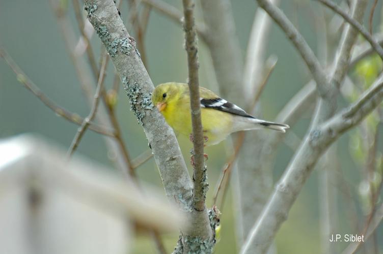 <i>Spinus tristis</i> (Linnaeus, 1758) © J.P. Siblet