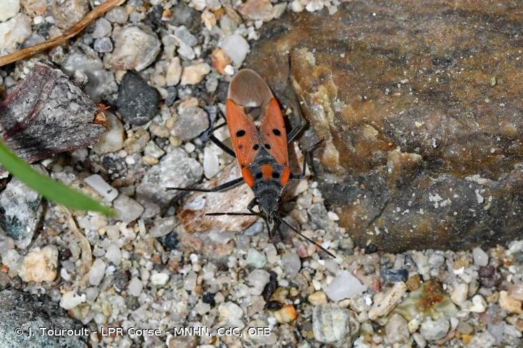 <i>Lygaeus creticus</i> Lucas, 1854 © J. Touroult - LPR Corse - MNHN, CdC, OFB