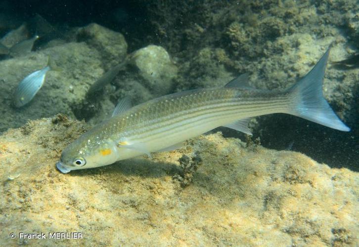 <i>Chelon auratus</i> (Risso, 1810) © Franck MERLIER