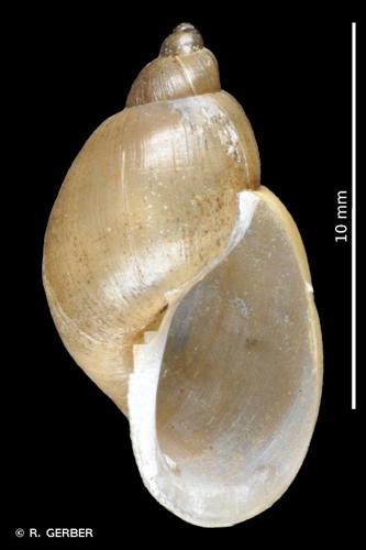 <i>Peregriana labiata</i> (Rossmässler, 1835) © R. GERBER