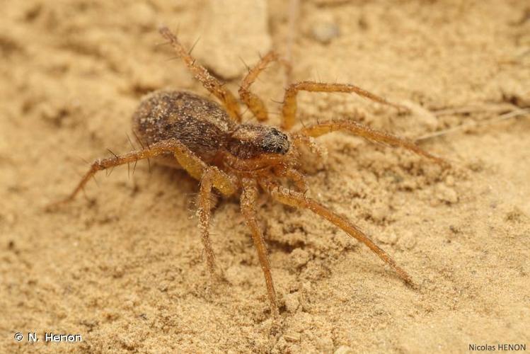 <i>Pardosa tenuipes</i> L. Koch, 1882 © N. Henon