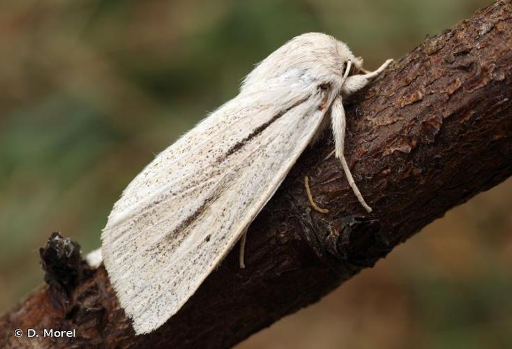 <i>Acronicta albovenosa</i> (Goeze, 1781) © D. Morel