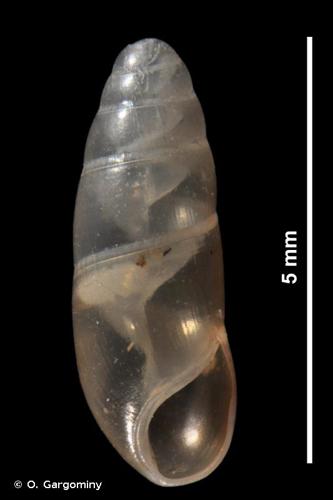 <i>Gomphroa boissii</i> (Dupuy, 1851) © O. Gargominy