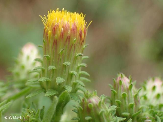 <i>Inula conyzae</i> (Greiss.) DC., 1836 © 