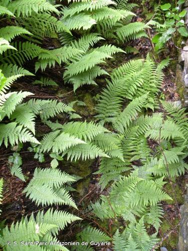 <i>Dryopteris mindshelkensis</i> Pavlov, 1954 © S. Sant/Parc Amazonien de Guyane