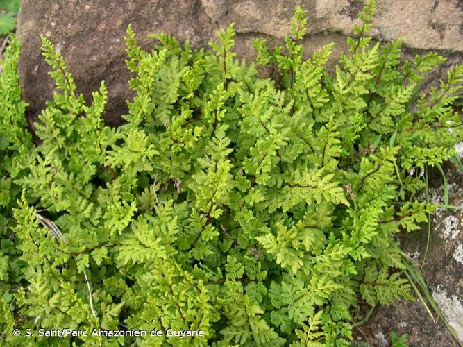 <i>Oeosporangium pteridioides</i> (Reichard) Fraser-Jenk. & Pariyar, 2016 © S. Sant/Parc Amazonien de Guyane