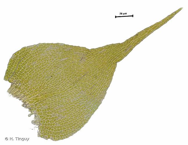 <i>Campylophyllopsis calcarea</i> (Crundw. & Nyholm) Ochyra, 2010 © H. Tinguy