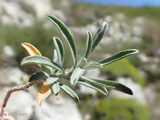 <i>Hormathophylla ligustica</i> (Breistr.) Španiel, Al-Shehbaz, D.A.German & Marhold, 2015 © H. TINGUY