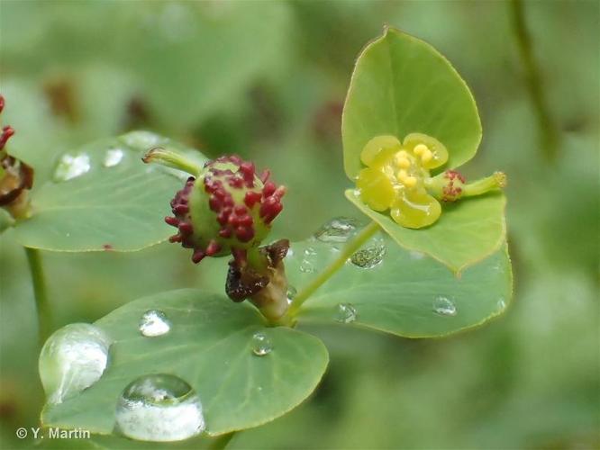 <i>Euphorbia dulcis </i>subsp.<i> purpurata</i> (Thuill.) Murr, 1923 © 