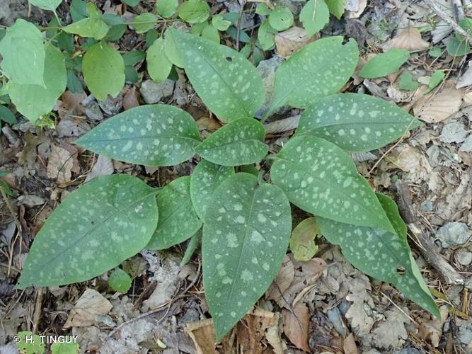 <i>Pulmonaria hirta</i> L., 1763 © H. TINGUY