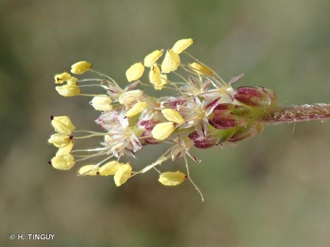 <i>Plantago subulata </i>var.<i> capitellata</i> (Ramond ex DC.) Decne., 1852 © H. TINGUY