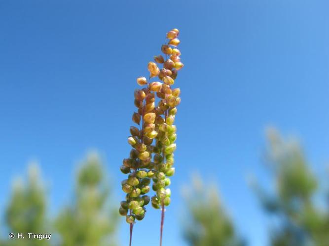 <i>Airopsis tenella</i> (Cav.) Coss. & Durieu, 1855 © H. Tinguy