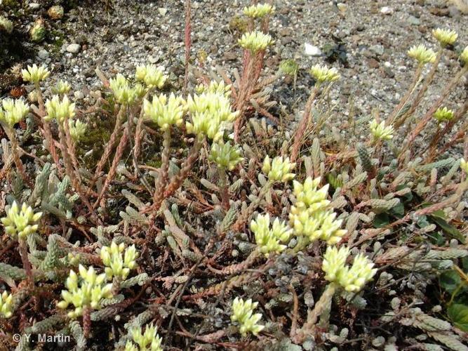 <i>Petrosedum ochroleucum</i> (Chaix) Niederle, 2014 © 