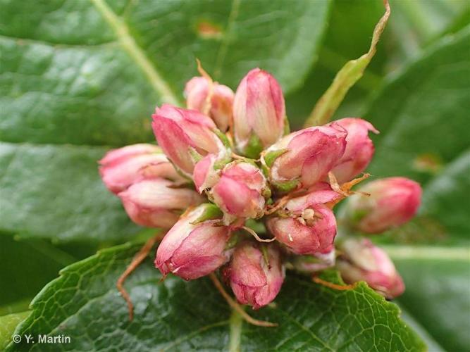 <i>Chamaemespilus alpina</i> (Mill.) K.R.Robertson & J.B.Phipps, 1991 © 