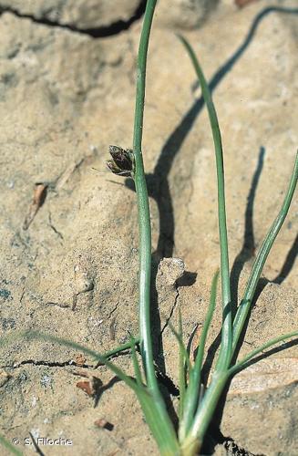 <i>Schoenoplectiella supina</i> (L.) Lye, 2003 © S. Filoche