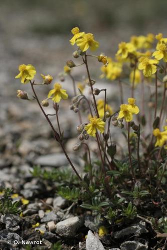 <i>Helianthemum oelandicum </i>var.<i> canescens</i> (Hartm.) Fr., 1824 © O. Nawrot