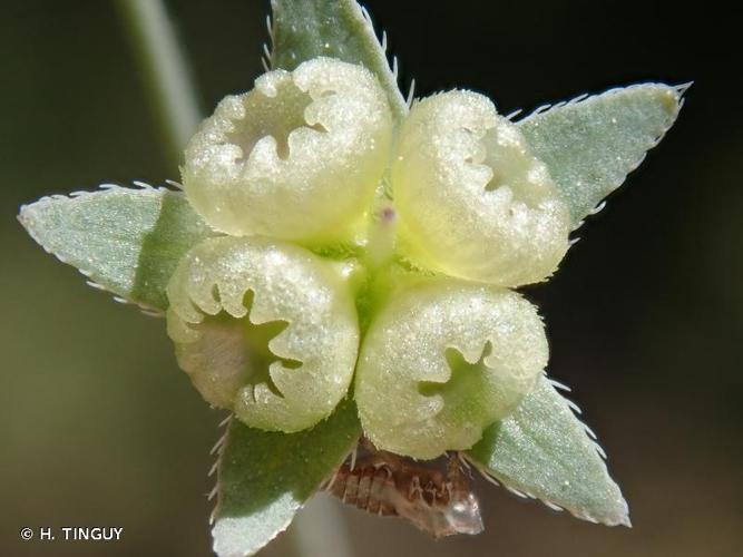 <i>Iberodes linifolia</i> (L.) M.Serrano, R.Carbajal & S.Ortiz, 2016 © H. TINGUY