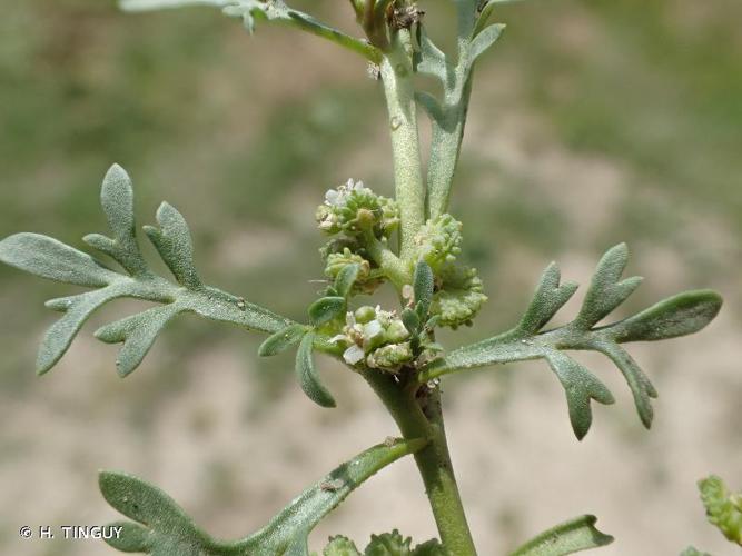 <i>Lepidium coronopus</i> (L.) Al-Shehbaz, 2004 © H. TINGUY