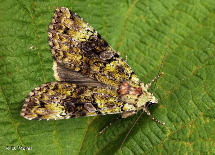 <i>Anaplectoides prasinus</i> (Denis & Schiffermüller, 1775) © D. Morel