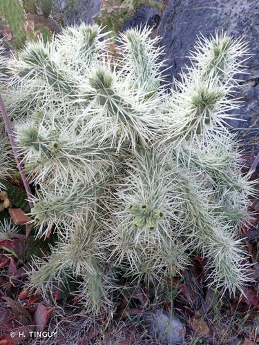 <i>Cylindropuntia pallida</i> (Rose) F.M.Knuth, 1936 © H. TINGUY