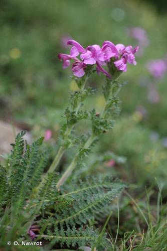 <i>Pedicularis gyroflexa</i> Vill., 1787 © O. Nawrot