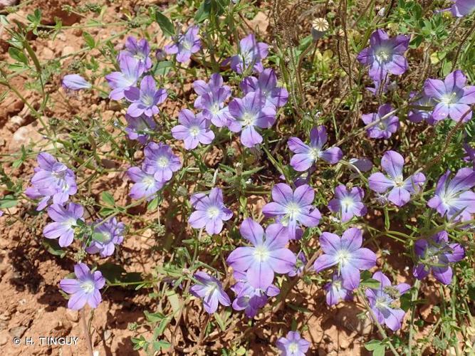 <i>Legousia speculum-veneris </i>subsp.<i> pentagonia</i> (L.) Wahlsteen, 2019 © H. TINGUY